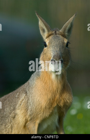 Patagonische Mara, Dolichotis Patagonum, in Gefangenschaft. Mammalia, Rodentia, Caviidae Stockfoto