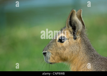 Patagonische Mara, Dolichotis Patagonum, in Gefangenschaft. Mammalia, Rodentia, Caviidae Stockfoto