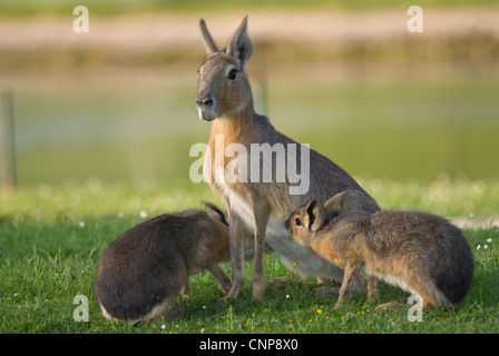 Patagonische Mara, Dolichotis Patagonum, in Gefangenschaft. Mammalia, Rodentia, Caviidae Stockfoto