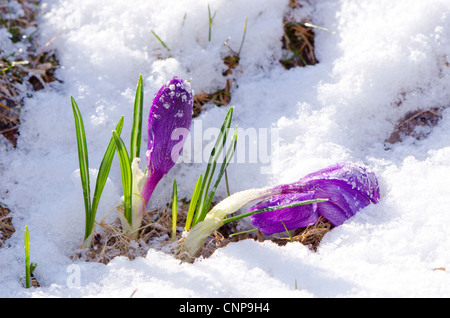 Beginn des Frühjahrs Krokus im Morgen Schnee Stockfoto