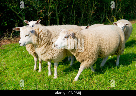 Schafe auf dem holländischen Deich Stockfoto