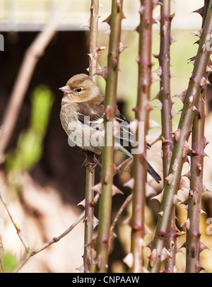 Weibliche Buchfinken (Fringilla Coelebs) hocken in dornigen Stielen Stockfoto