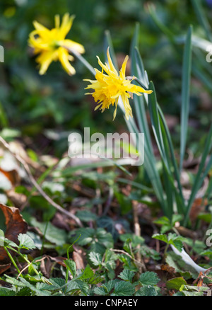 Narzisse Rip Van Winkle, gelbe Blütenblätter, zerfetzt aussehen, Trompete, RHS Gärten, Wisley, Surrey, UK im Frühjahr Stockfoto