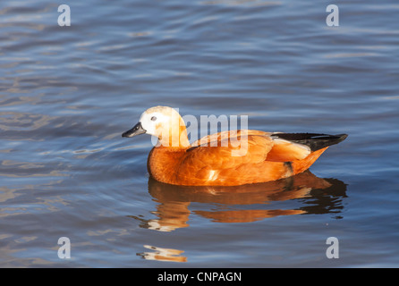 Ruddy Brandgans (Tadorna Ferruginea), vorwiegend in Indien - weiblich, Slimbridge Wildfowl & Wetlands Trust, Gloucestershire, UK Stockfoto