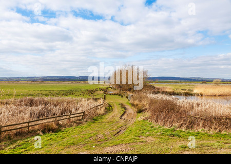 Feuchtgebiete in Slimbridge, Gloucestershire mit Bäumen und schlammigen Strecke Stockfoto