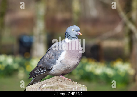 Taube (Columba Livia) hocken auf hölzernen Pfosten mit aus Fokus Narzissen im Hintergrund Stockfoto