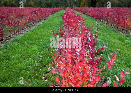 Bio Heidelbeere Feld mit schönen Herbstfarben Sitz in Oregon Stockfoto