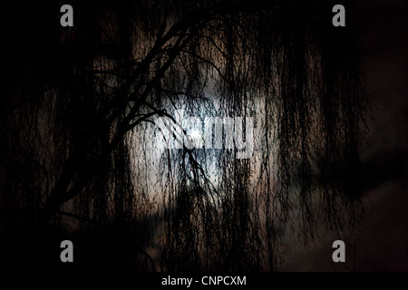 Ein Vollmond leuchtet durch die Wolke und Bäume in einem Wald in der Nacht Stockfoto