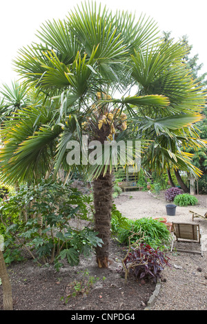 Trachycarpus Fortunei Pflanze Detail - botanische Fotos Stockfoto