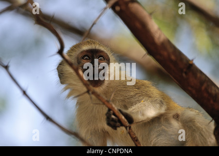 Vervet Affen - Grivet Affen - Green Monkey - Savanne Affe (Chlorocebus Pygerythrus) junger Mann in einem Baum am Lake Baringo Stockfoto