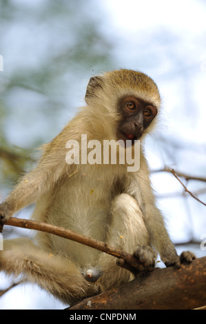 Vervet Affen - Grivet Affen - Green Monkey - Savanne Affe (Chlorocebus Pygerythrus) junger Mann in einem Baum am Lake Baringo Stockfoto