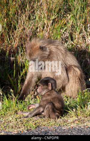 Eine Mutter und Baby Pavian Graben nach Wurzeln am Cape Point, Western Cape, Südafrika Stockfoto