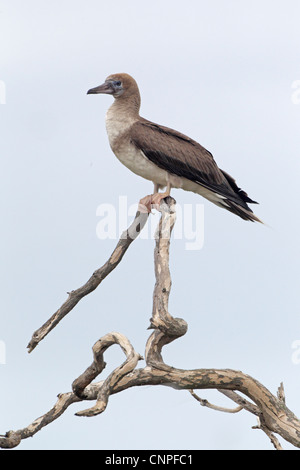 Juvenile Red-footed Sprengfallen Stockfoto