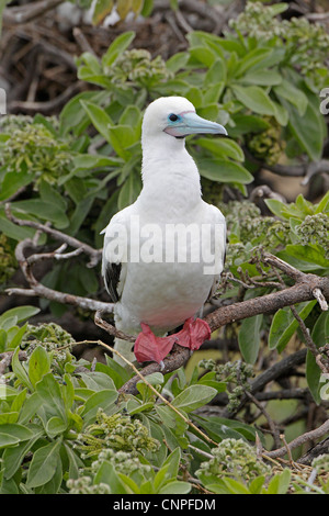 Erwachsenen Red-footed Booby thront rote Füße Stockfoto