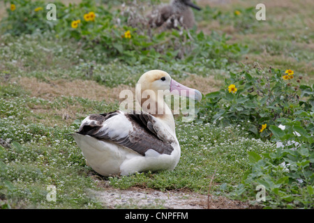 Erwachsenen Kurzschwanz-Albatros Stockfoto