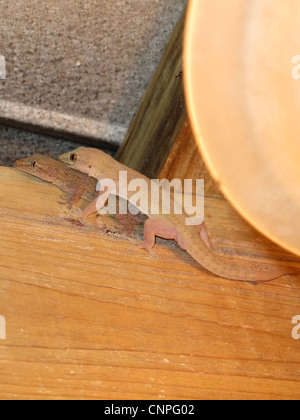 Paarung Geckos in Roatan, Honduras. Stockfoto