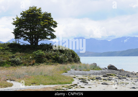 Baum an der Ainsworth Bucht, Feuerland, Chile Stockfoto