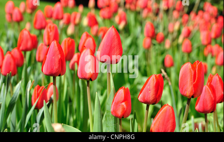 Bereich der Tulpen. Stockfoto