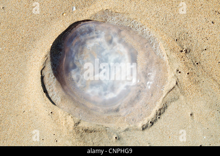 Reste von Fass oder Fußball Quallen (Rhizostoma Pulmo) Stockfoto