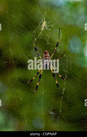 Golden-Silk Spinne, Nephi clavipes Stockfoto