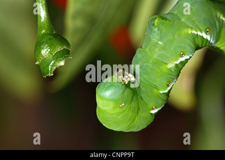 Horn-Wurm Essen eine Cayenne-Pfeffer Stockfoto