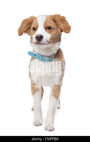 Mischling Welpe, halbe Tibet Terrier, vor einem weißen Hintergrund Stockfoto