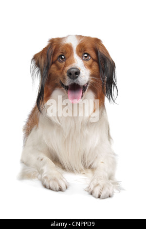 Kooiker Hund vor einem weißen Hintergrund Stockfoto