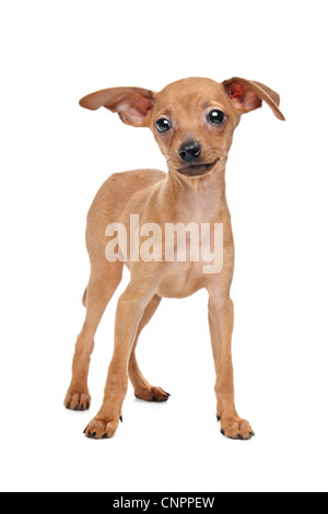 Zwergpinscher vor einem weißen Hintergrund Stockfoto