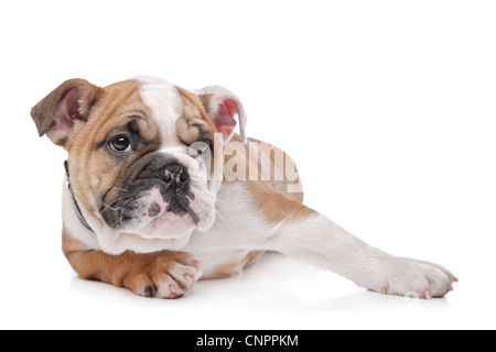 Englische Bulldogge Welpen vor einem weißen Hintergrund Stockfoto