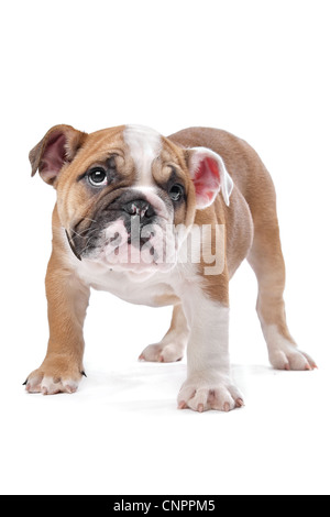 Englische Bulldogge Welpen vor einem weißen Hintergrund Stockfoto