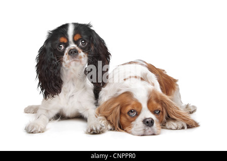 zwei Cavalier King Charles Spaniel Hunde vor einem weißen Hintergrund Stockfoto