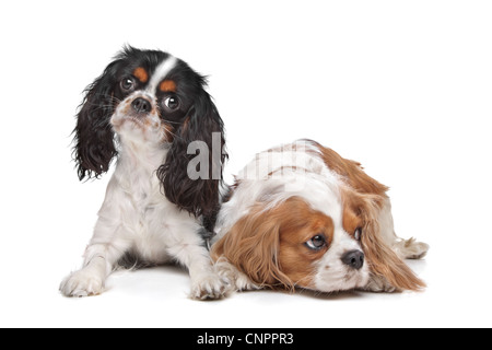 zwei Cavalier King Charles Spaniel Hunde vor einem weißen Hintergrund Stockfoto