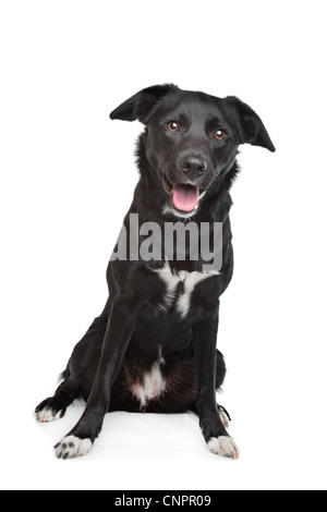 Mischling Hund. Labrador/Border collie Stockfoto