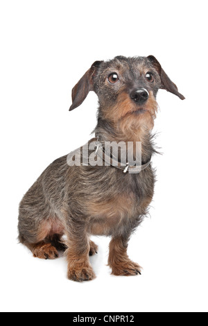 Rauhaar Dackel (Kaninchen Teckel) vor weiß Stockfoto