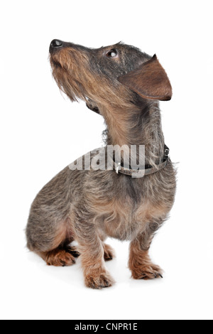 Rauhaar Dackel (Kaninchen Teckel) vor weiß Stockfoto