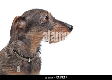 Rauhaar Dackel (Kaninchen Teckel) vor weiß Stockfoto