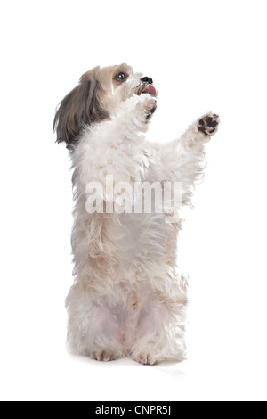 Boomer Hund vor einem weißen Hintergrund Stockfoto