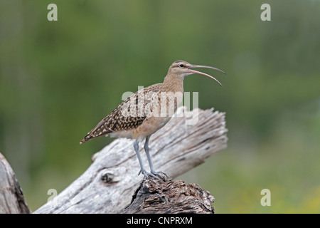 Borsten-thighed Brachvogel auf Midway Atoll Stockfoto