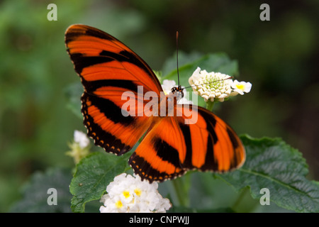 Orange Tiger Banded Orange Heliconian gebändert Orange Schmetterling Stockfoto