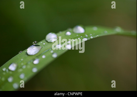 Regentropfen auf einer Lilie Blatt in einem Garten. Stockfoto