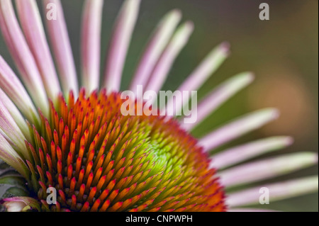 Echinacea Blume in voller Blüte Stockfoto