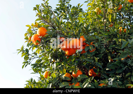 Frische Orangen auf einem Baum, Ischia, Neapel, Italien Stockfoto