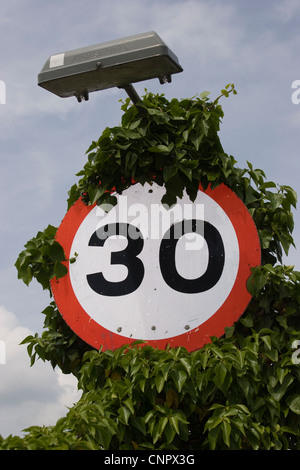 Höchstgeschwindigkeit 30 km/h Schild bedeckt Wachstums des Efeus Stockfoto