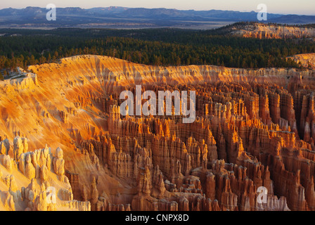 Gesamtansicht des Bryce Canyon in den frühen Morgenstunden, Utah Stockfoto