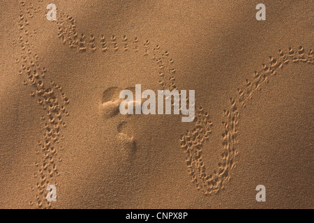 Nahaufnahme von winzigen Insekten Tracks und ein Pfotenabdruck in die Wellen in den Dünen im Sossusvlei, Süd-Namibia Stockfoto