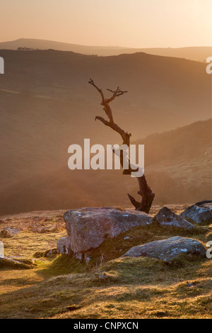 Einsamer toter Baum auf Dartmoor Stockfoto