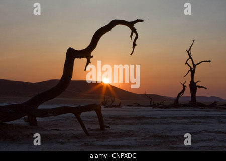 Sonnenuntergang am Dead Vlei Salzpfanne zwischen den Sand Dünen im Sossusvlei, Süd-Namibia Stockfoto