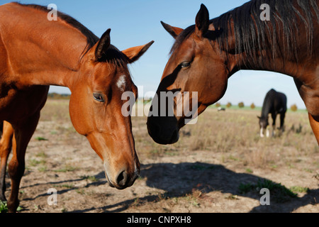 zwei braune Pferde in den Bereichen kratzen gegenseitig Stockfoto