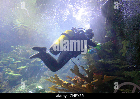 Taucher Reinigung Tank im Aquarium Oceanogràfic Valencia, Spanien Stockfoto