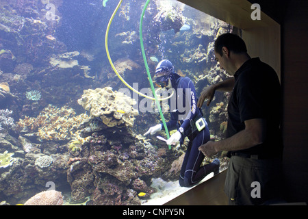 Taucher Reinigung Tank im Aquarium Oceanogràfic Valencia, Spanien Stockfoto